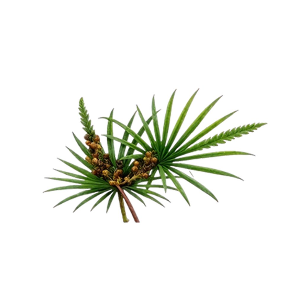Dried saw palmetto fruit raw material close up